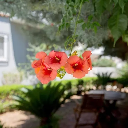 Sofia Διαμέρισμα *